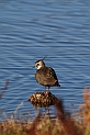 Lapwing - C